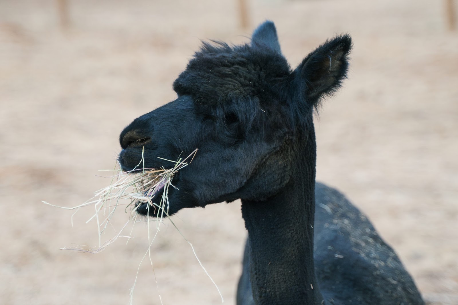 Alpaca Eating Hay