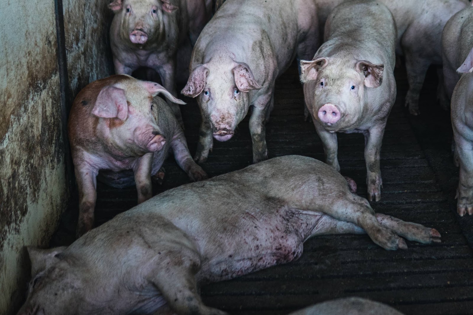Pigs inside a shed on UK farm