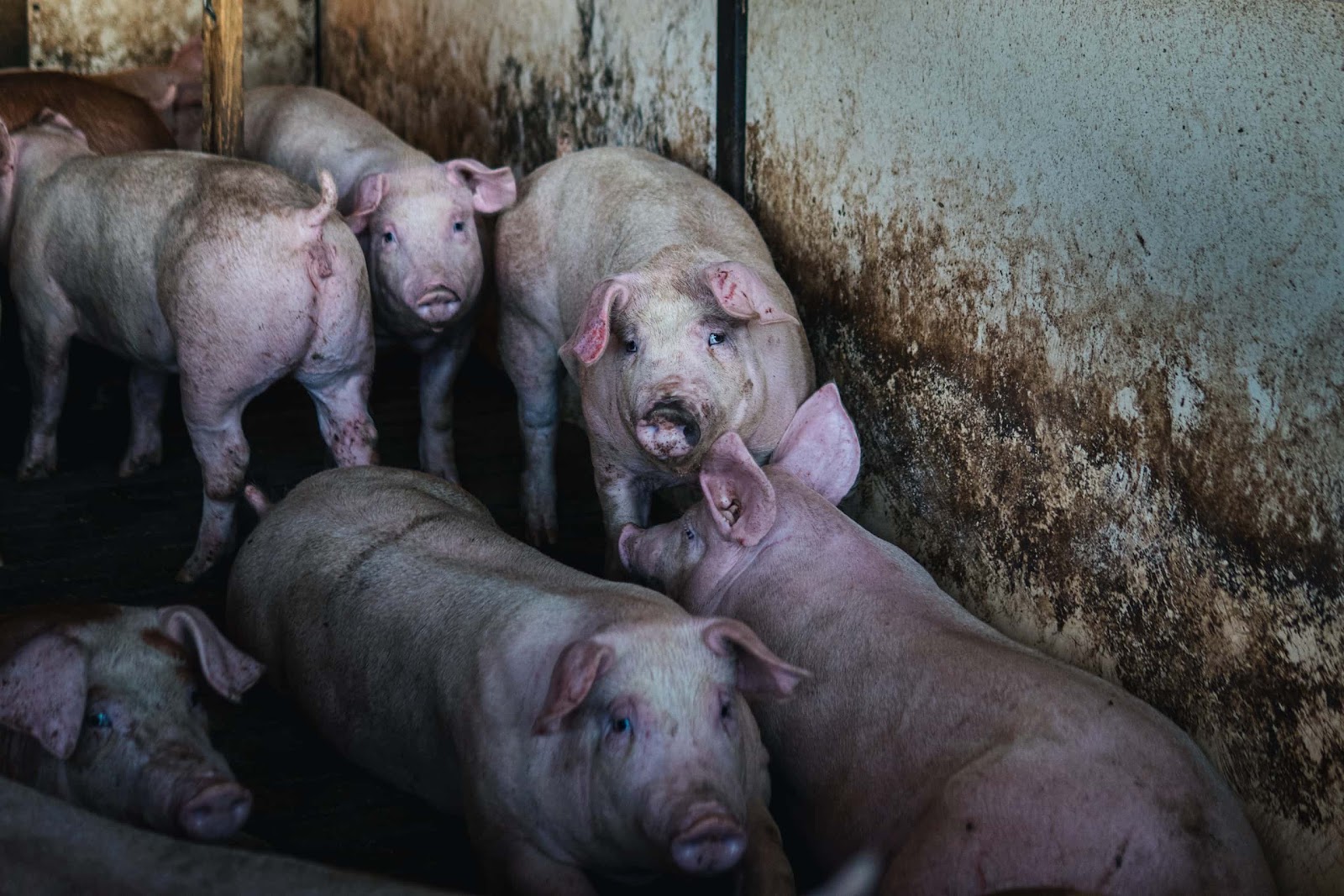 Pigs inside a shed on UK farm