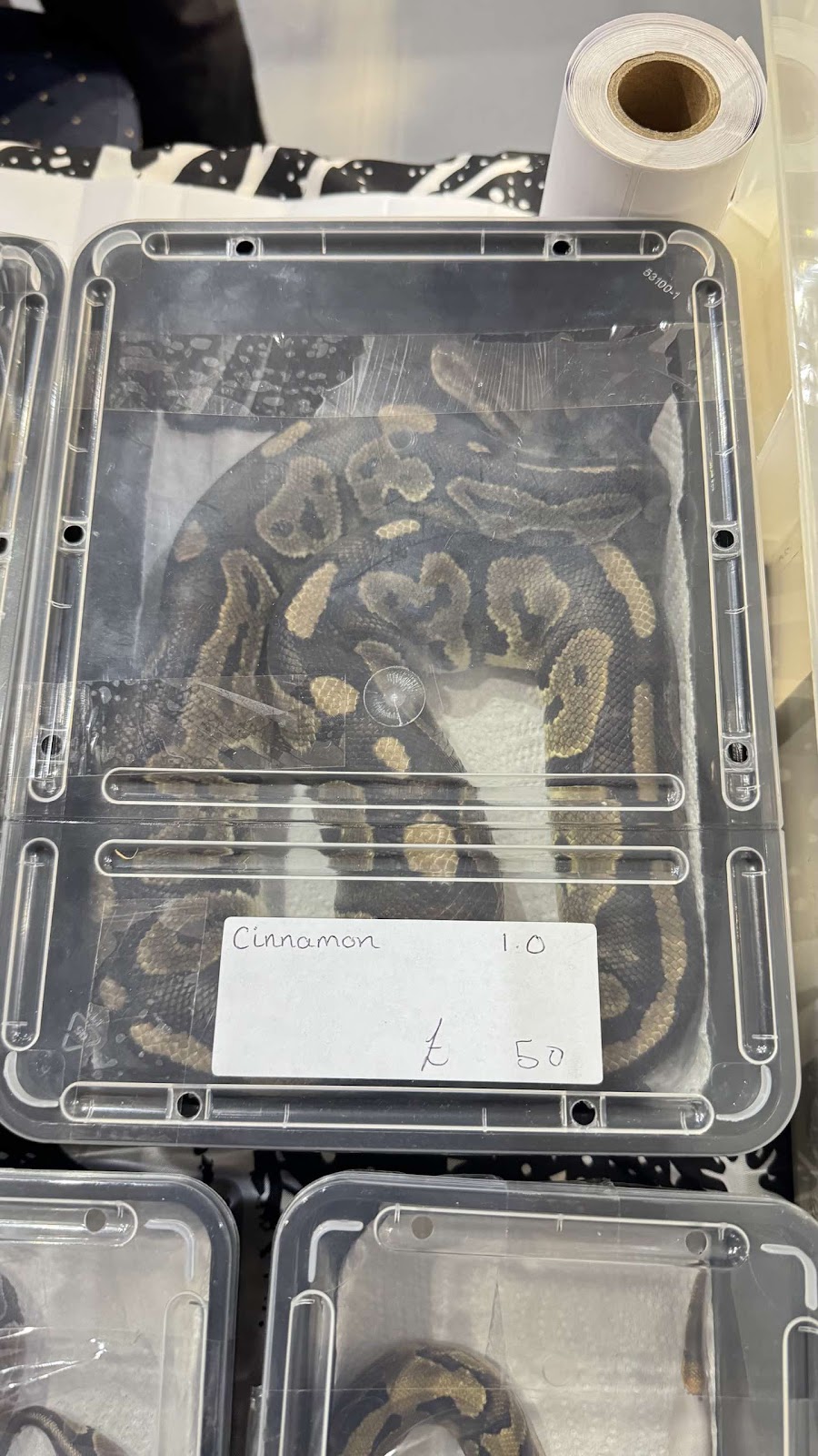 Snake for sale in small container - Reptile show