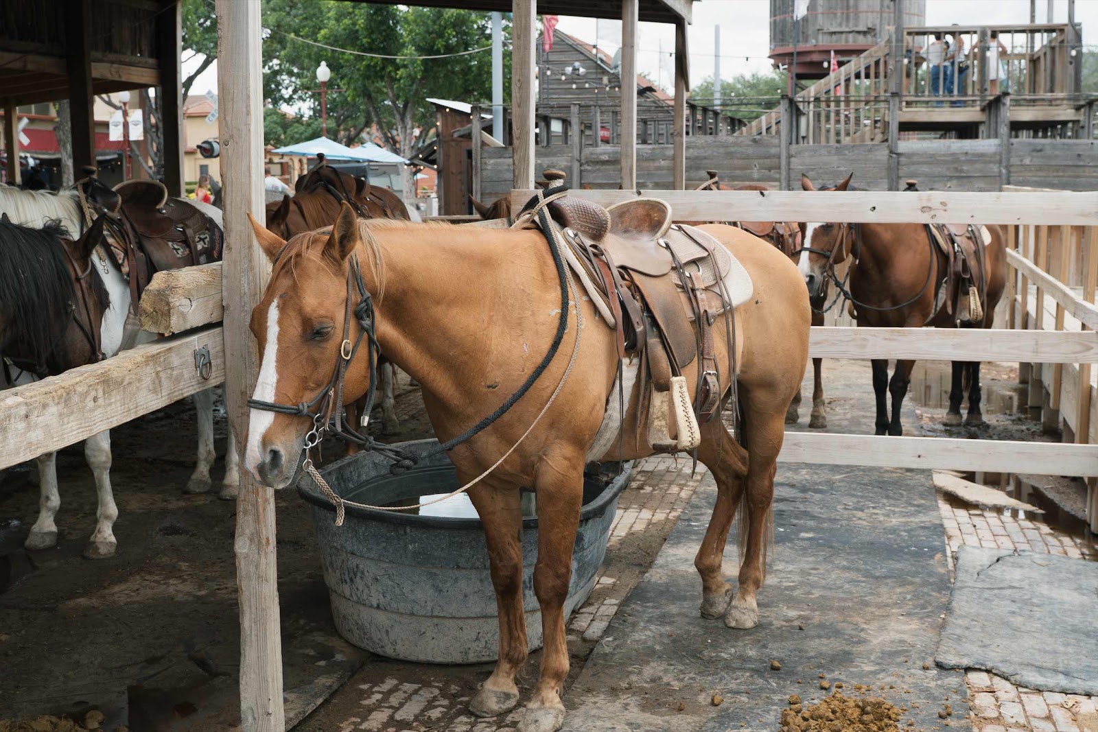 Horse Waiting To Be Ridden by Tourists