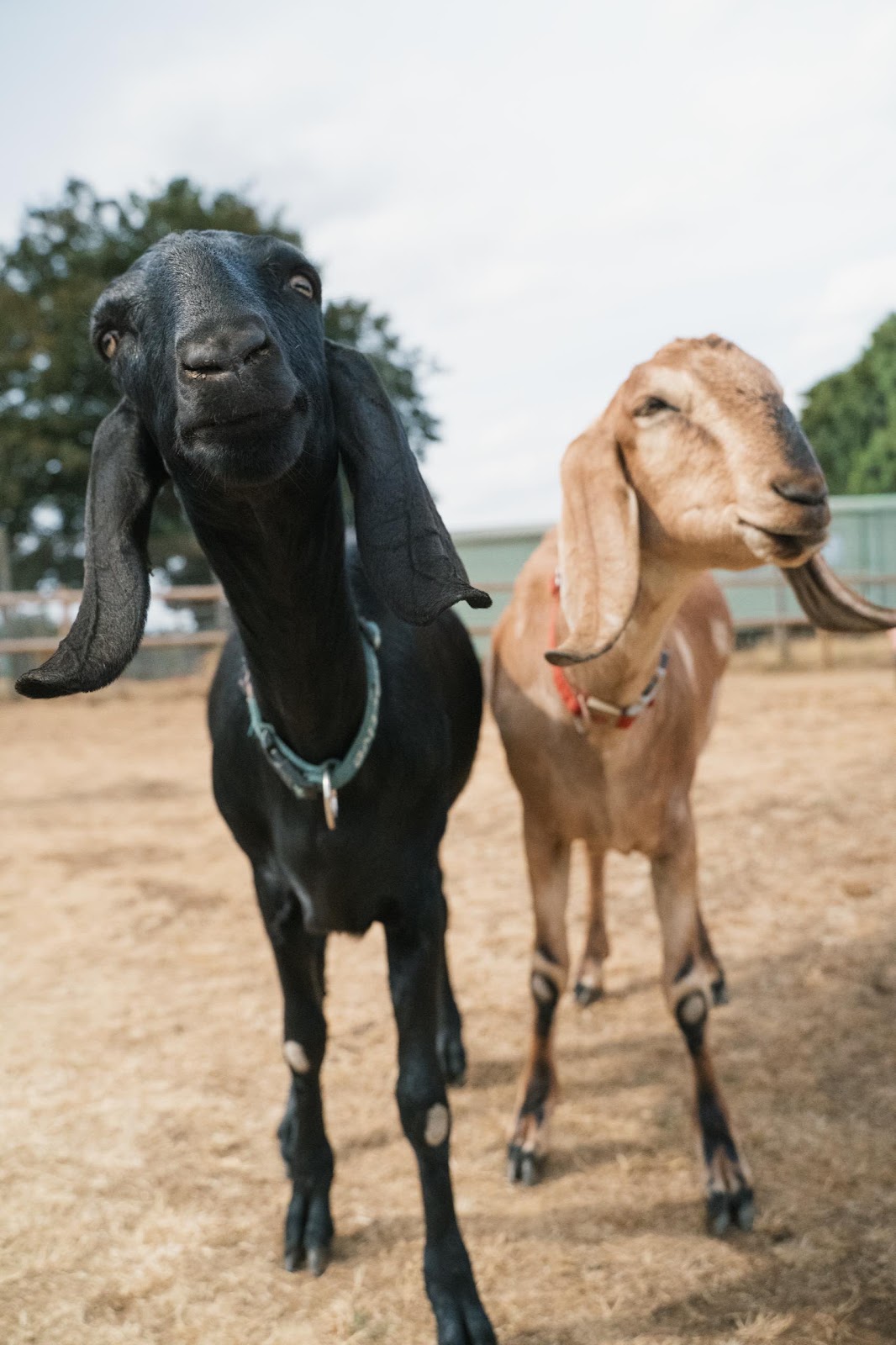 Goats