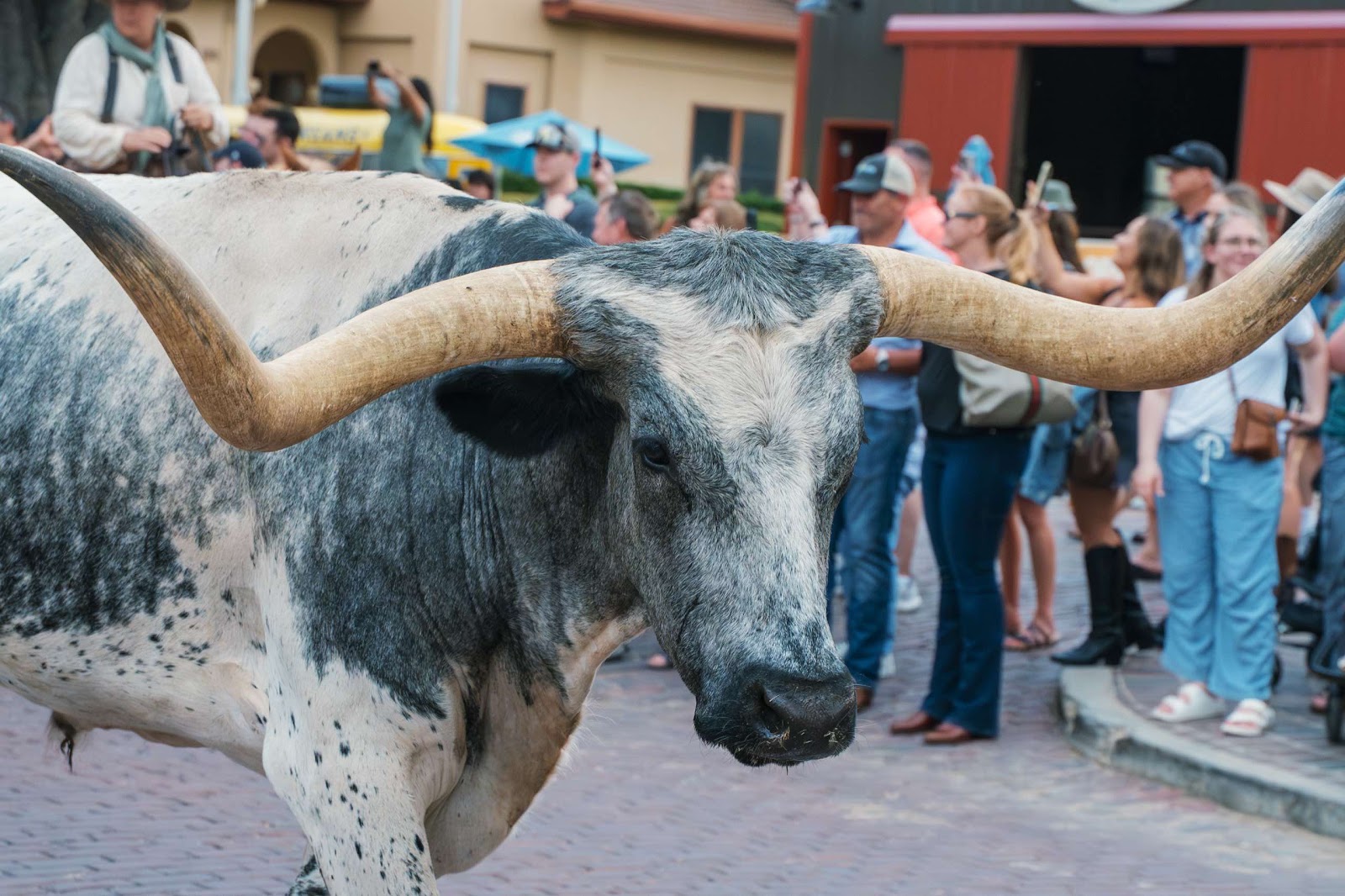 Longhorn Cow Walks The Street For Cattle Drive