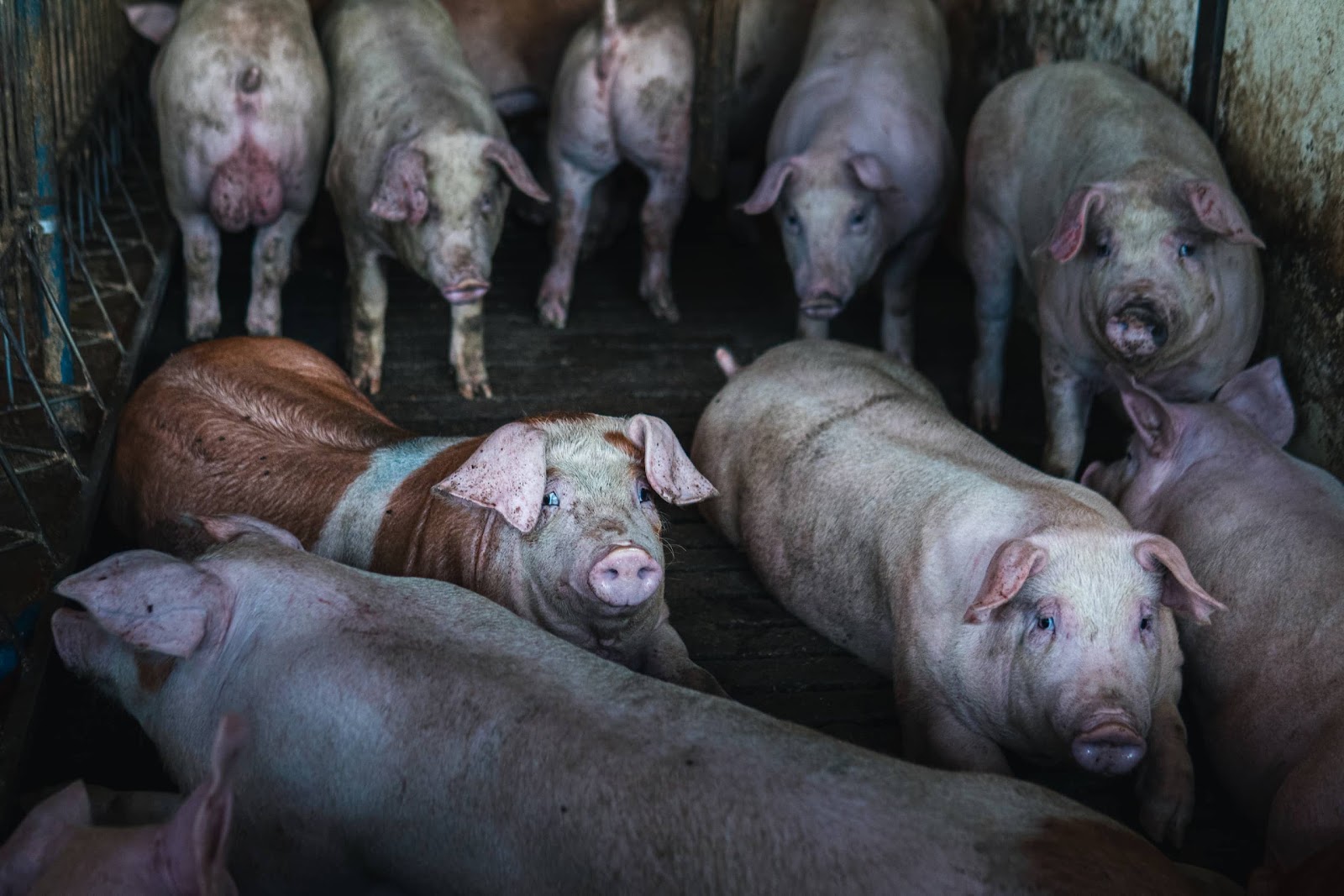 Pigs inside a shed on UK farm