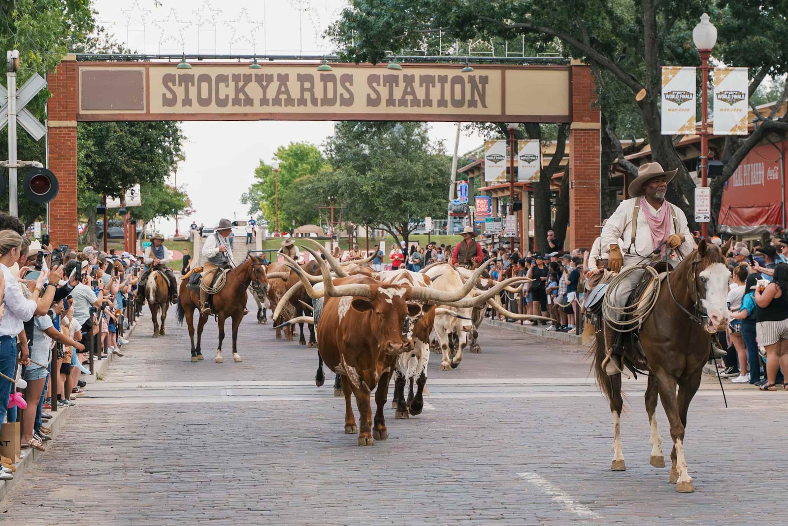 Longhorn Cows Walk The Street For Cattle Drive