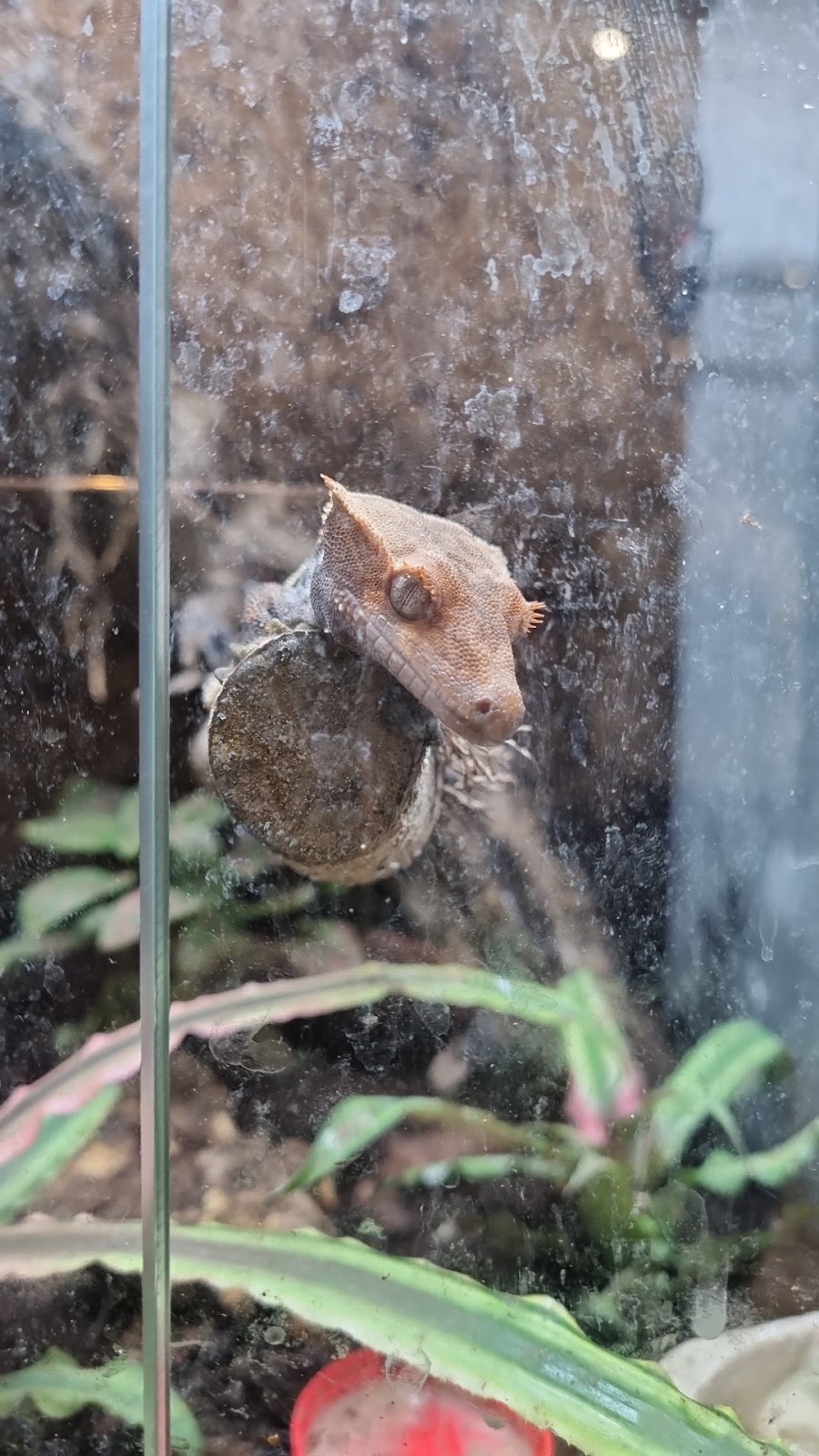 Crested Gecko in a pet shop