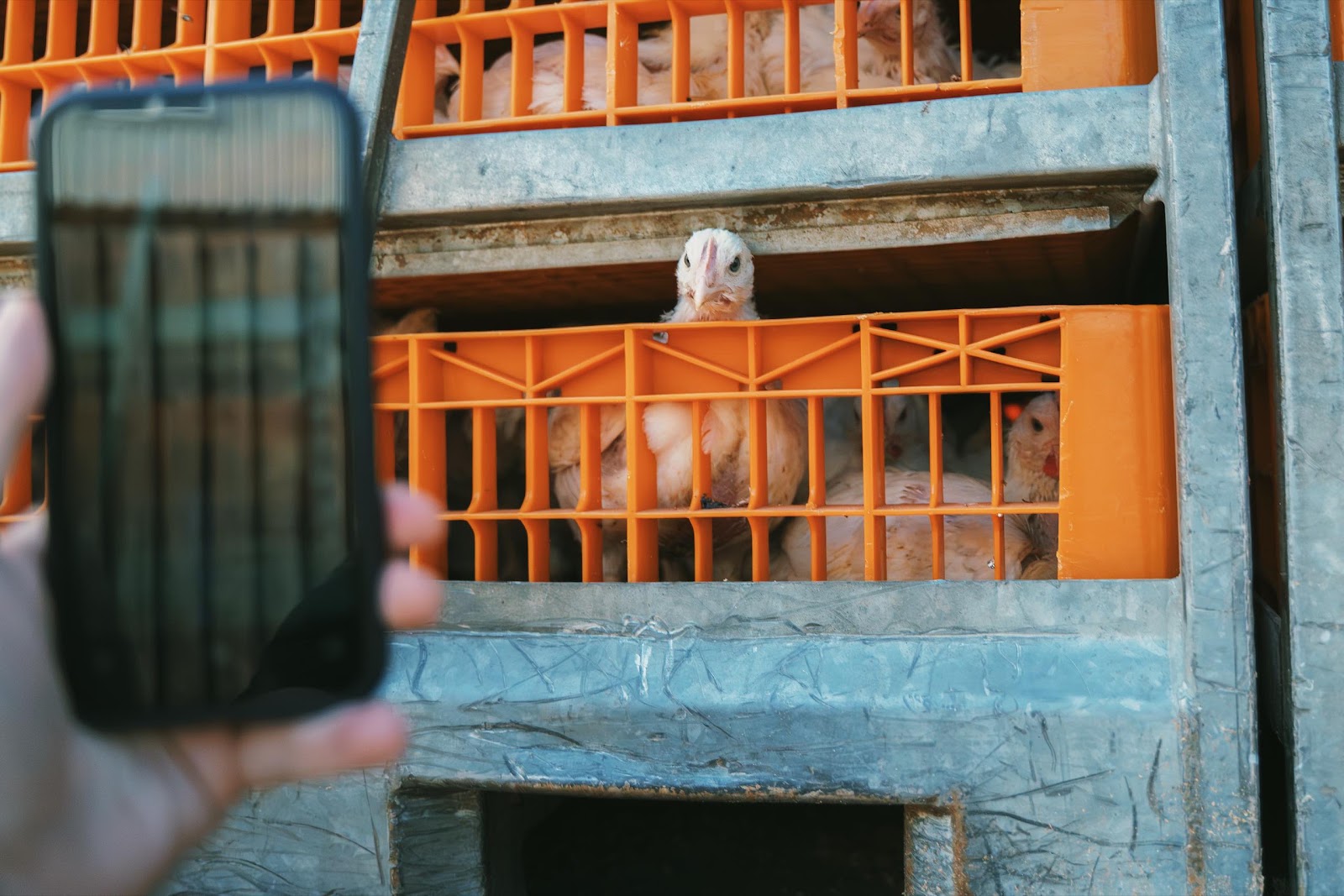Activist Films A Chicken In A Slaughter Truck