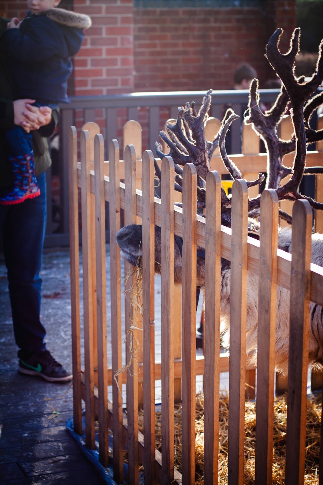 Reindeer Display at Christmas Event
