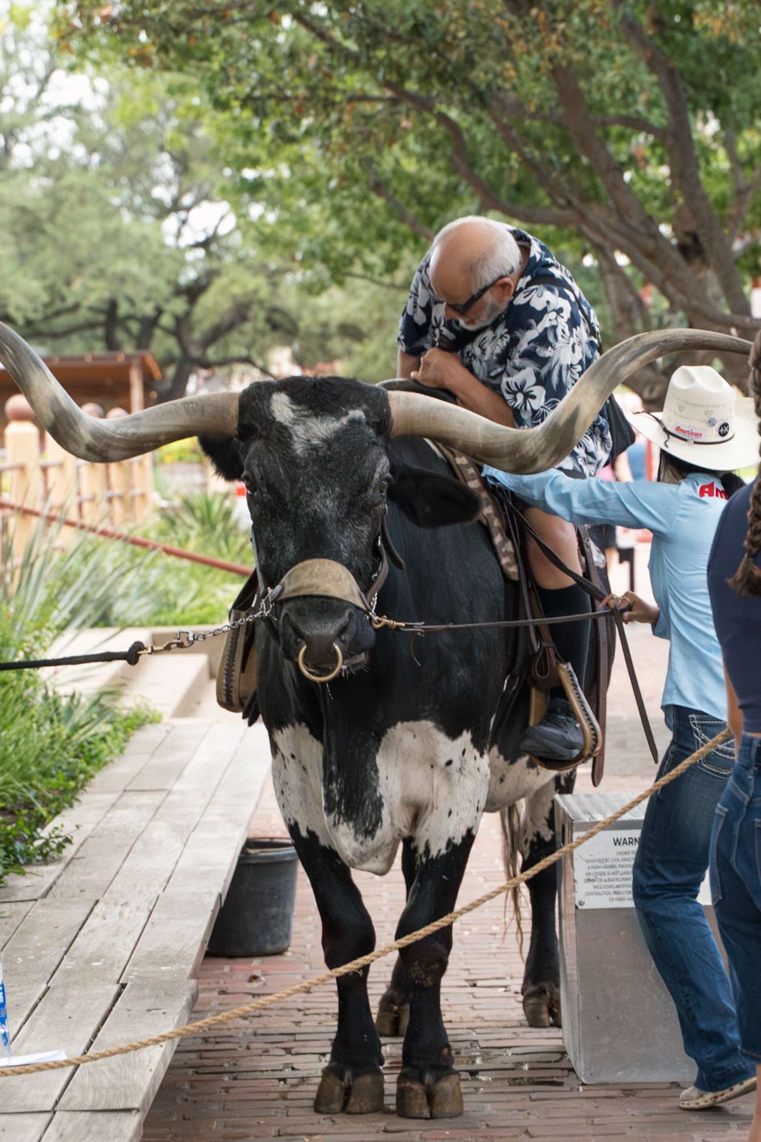 Man Sat On Longhorn Cow 