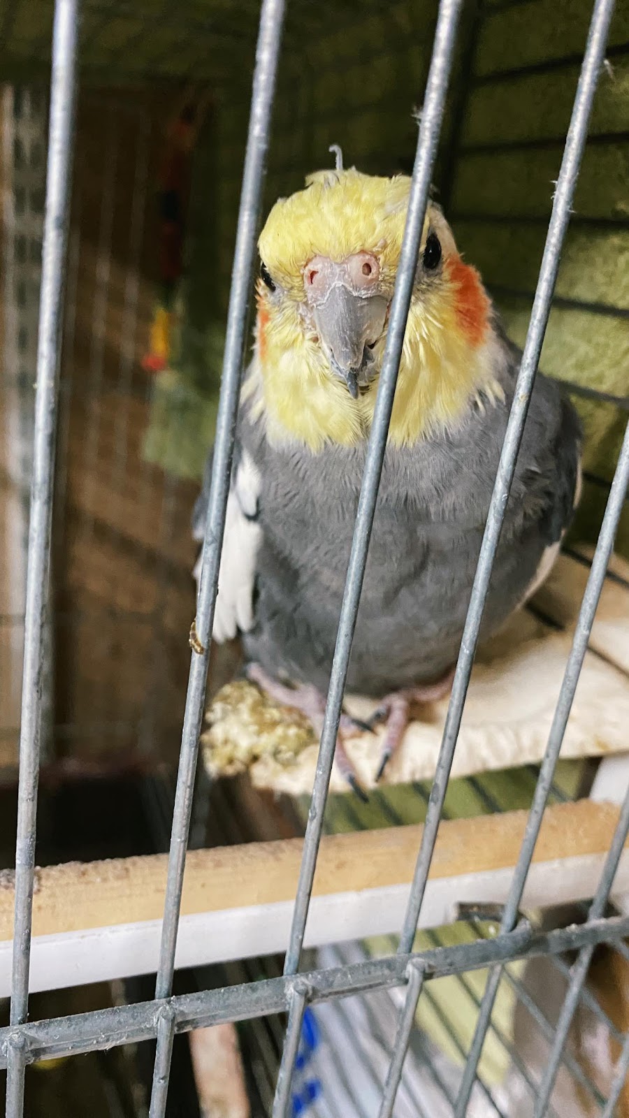 Close Up Of Cockateil Alone In A Pet Shop