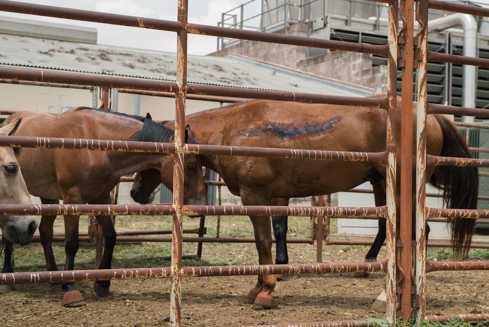 Horse With Large Scar