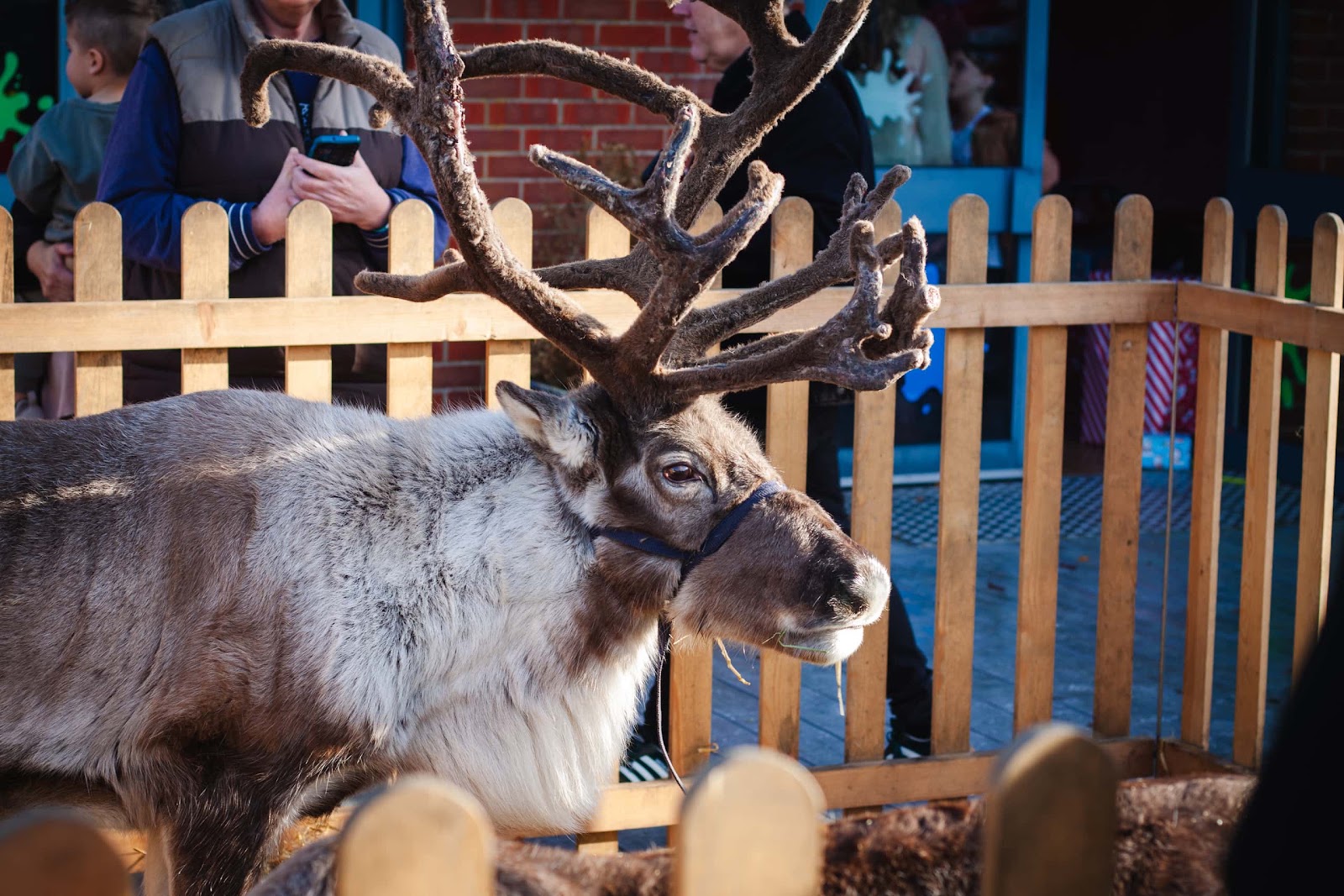 Reindeer Display at Christmas Event