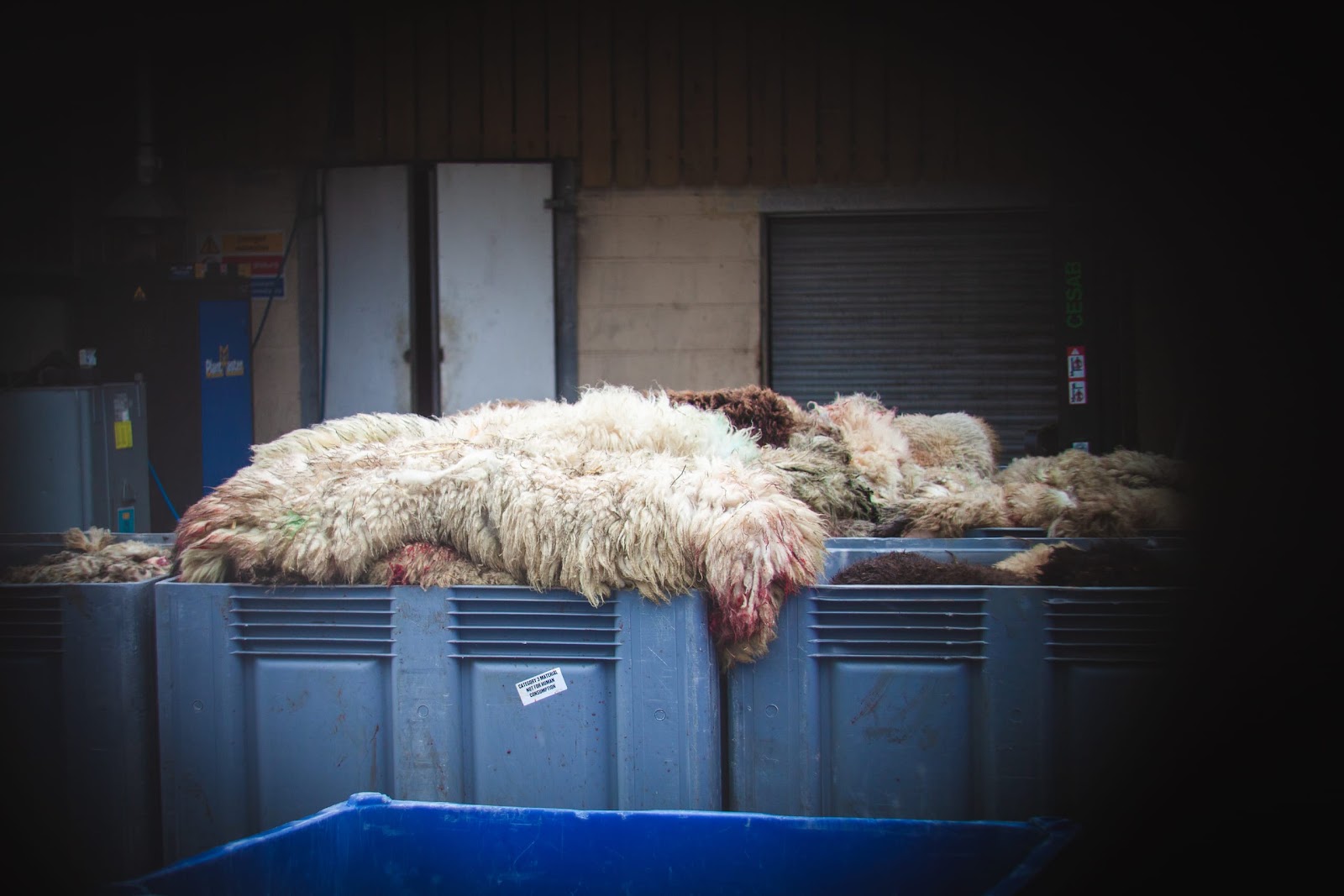 Sheep skins at slaughterhouse