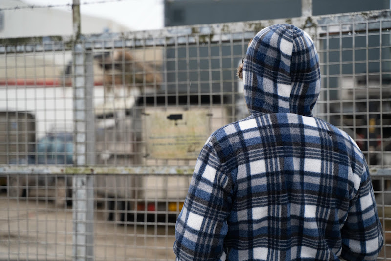 Activist looks at slaughter truck behind slaughterhouse gates. St Merryn's Meat Slaughterhouse, Bodmin, Cornwall