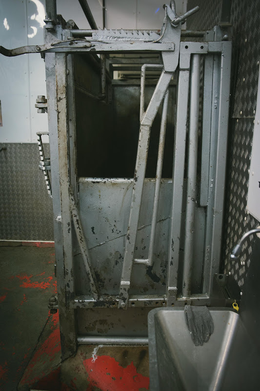 Cow knock box at Tideford Slaughterhouse, Cornwall