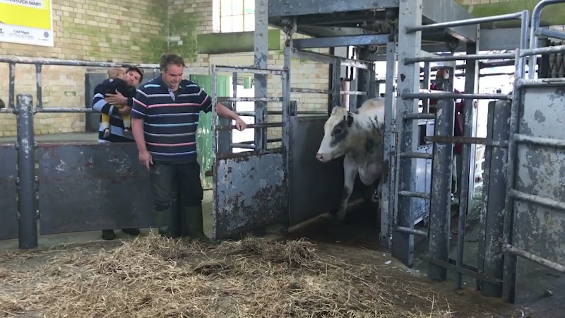 Full Cow Auction - Newton Abbot Livestock Market