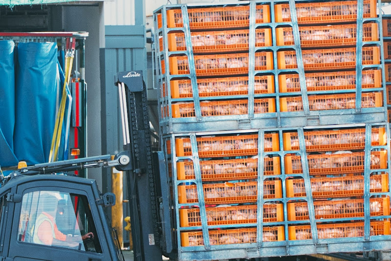 Chickens being offloaded from truck ready for gassing  - Avara Chicken Slaughterhouse Brackley, UK