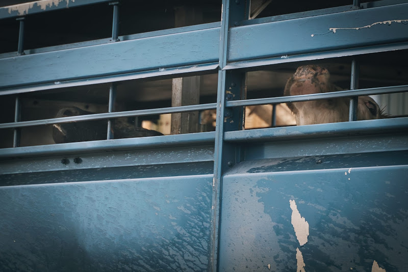 Cows in slaughter truck. St Merryn's Meat Slaughterhouse, Bodmin, Cornwall