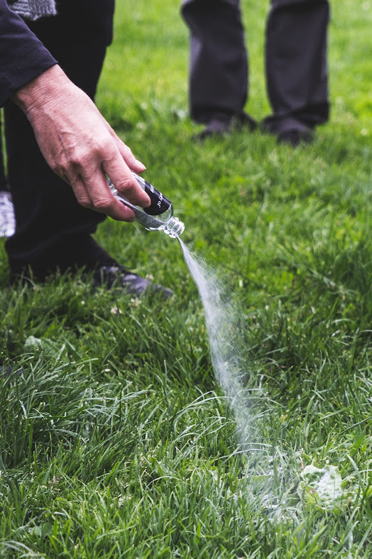 Spreading the ashes of dead farm animals. Funeral for farm animals at the Animal Liberation Conference 2018