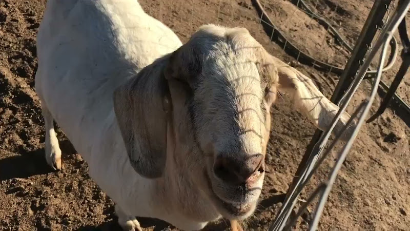 Goat Close-up