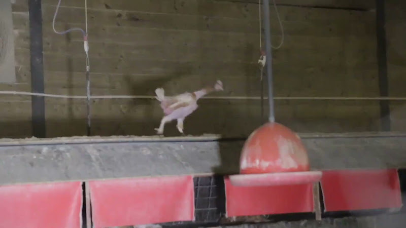 Chickens with featherloss inside a barn egg facility 