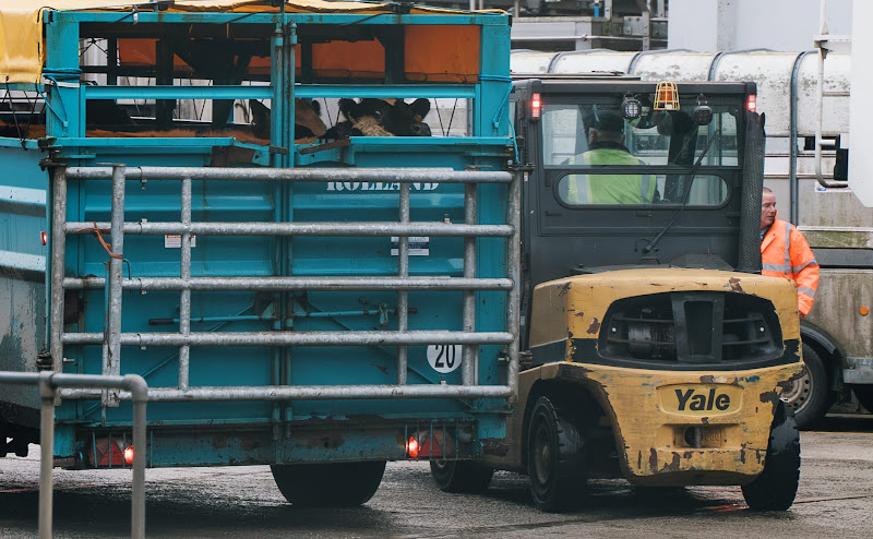 Cows in slaughter truck at St Merryn's Meat Slaughterhouse, Bodmin, Cornwall