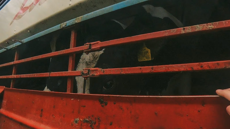 Cow look out of slaughter truck - Dunbia Cardington Slaughterhouse, Bedford