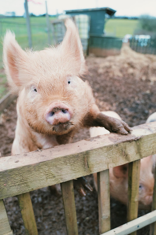 Young Pig - Hakuna Matata Animal Sanctuary