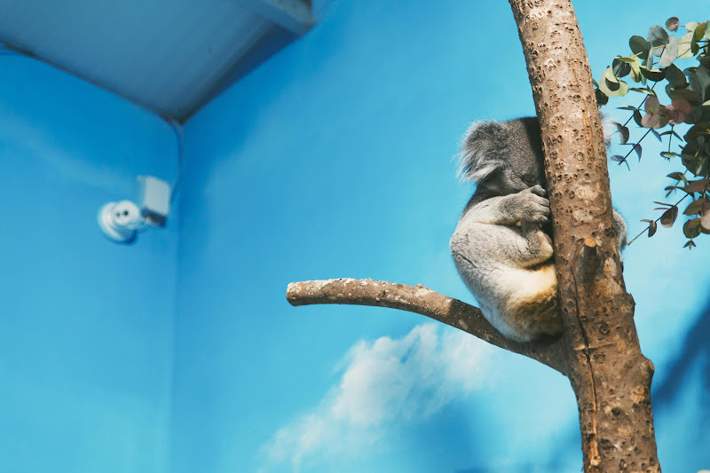 Koala at Longleat Safari Park
