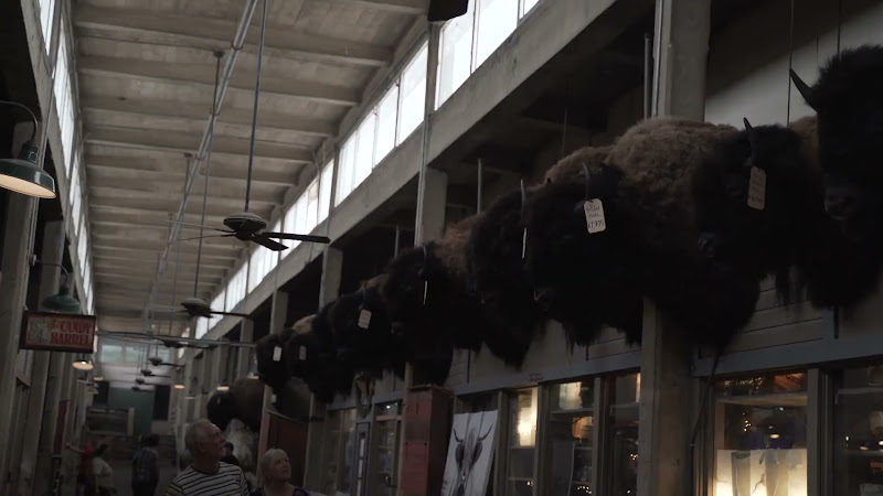 Bison Heads