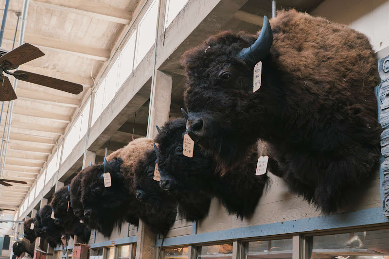 Bison Bull Heads