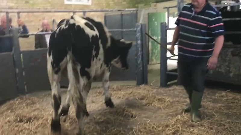cow tries to leave auction 2