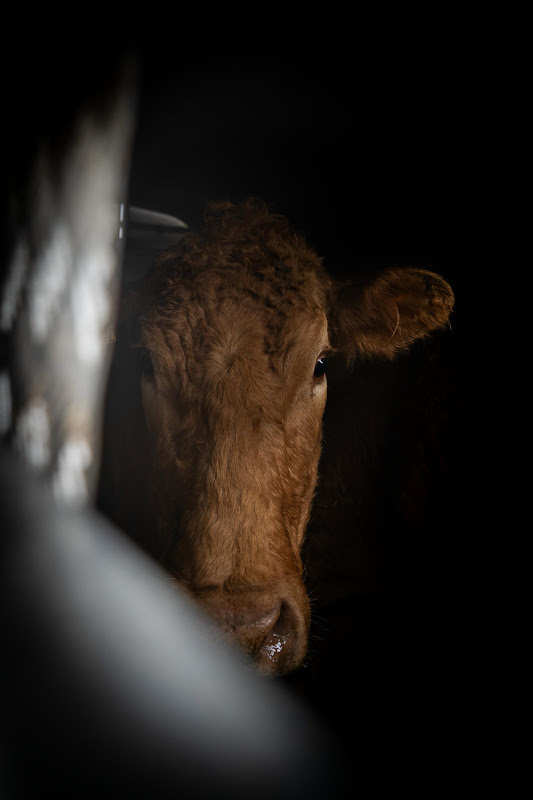 Cow inside slaughter truck. St Merryn's Meat Slaughterhouse, Bodmin, Cornwall