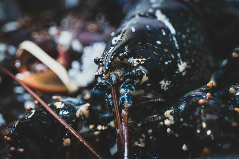 Lobster at Billingsgate Fish Market, London