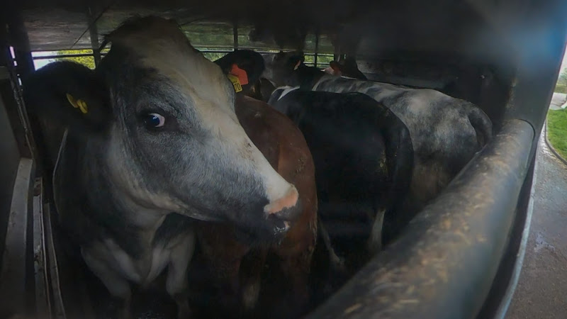 Cow inside of a slaughter truck - Dunbia Cardington Slaughterhouse, Bedford