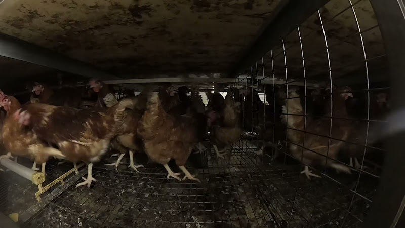 Enriched cage egg chickens - Shot from inside the cage 