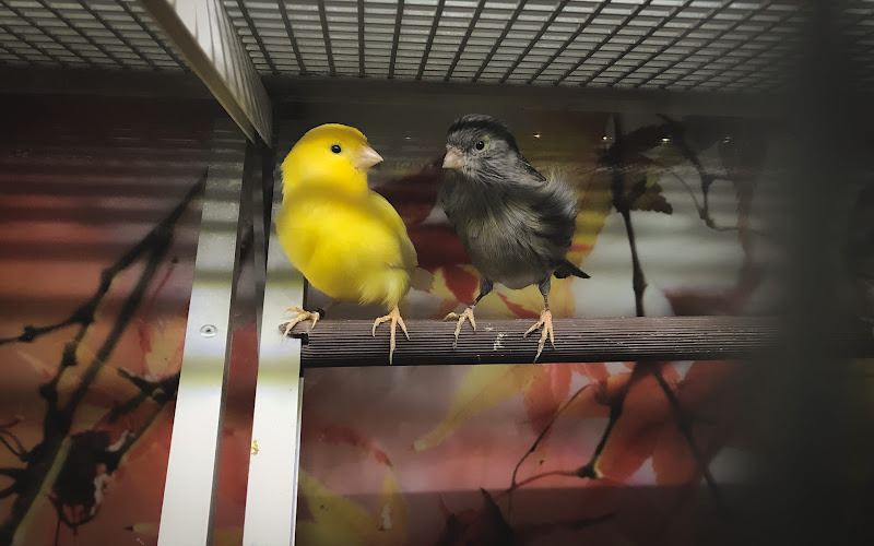 Caged Pet Shop Birds
