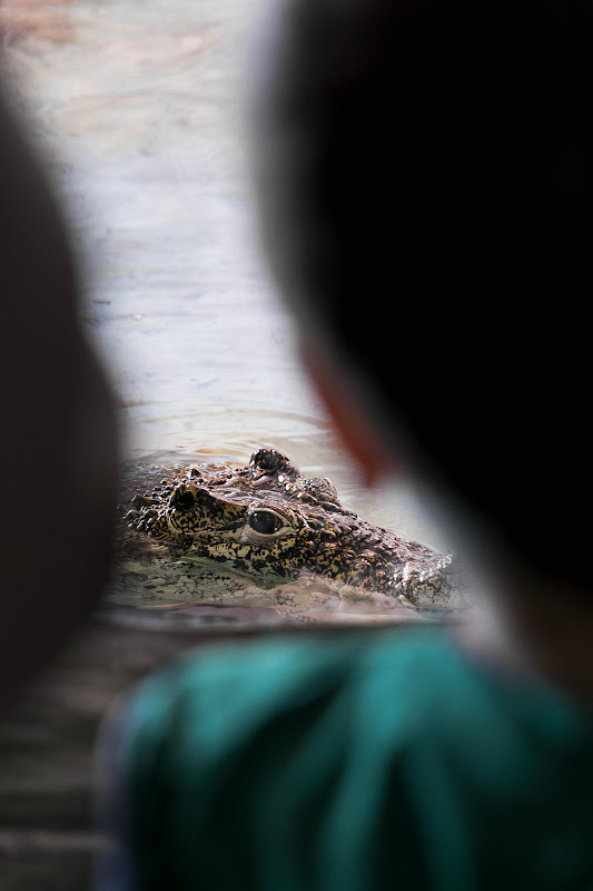 Crocodile at Longleat Safari Park