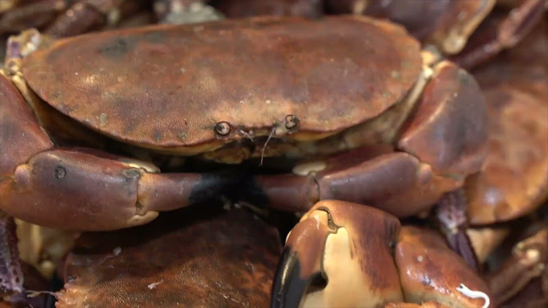 Crab at Billingsgate Fish Market, London