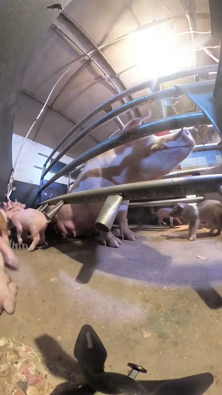 Mother pig in farrowing crate and piglets 