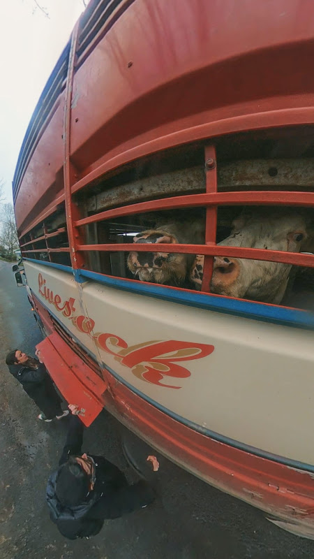 Cows look out of slaughter truck - Dunbia Cardington Slaughterhouse, Bedford
