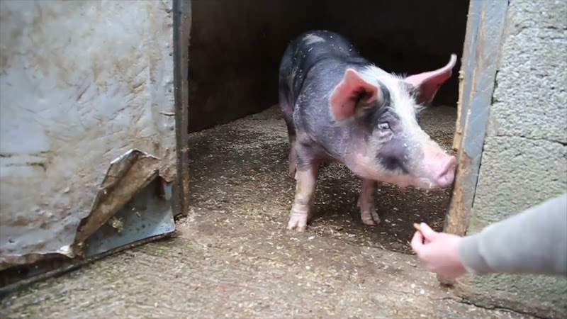 Pig in lairage of slaughterhouse interacts with activist - Tideford Slaughterhouse, Cornwall, UK