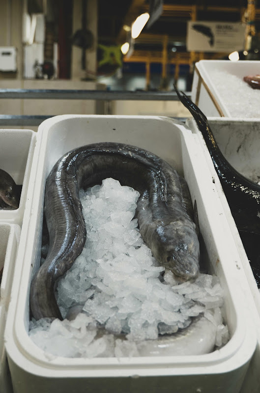 Eel at Billingsgate Fish Market, London