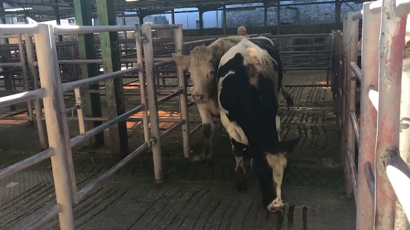 Cows walked to auction house - Newton Abbot Livestock Market