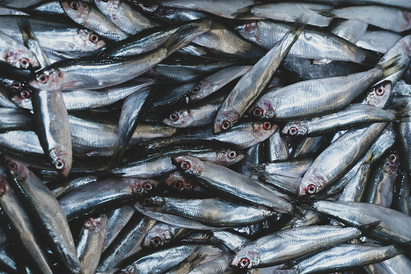 Fish at Billingsgate Fish Market, London