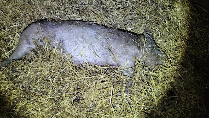 Piglet found dead inside growing shed