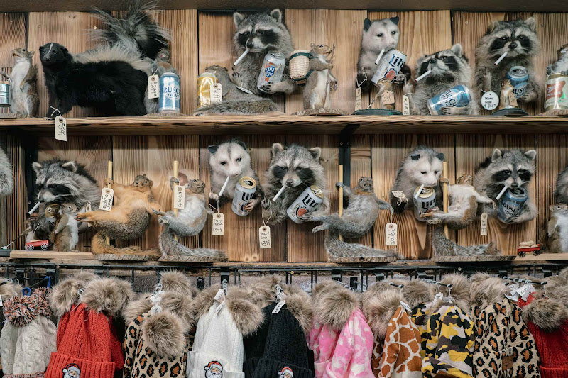 Taxidermy Racoons, Opossums, Squirrels, Skunks and Fur Hats