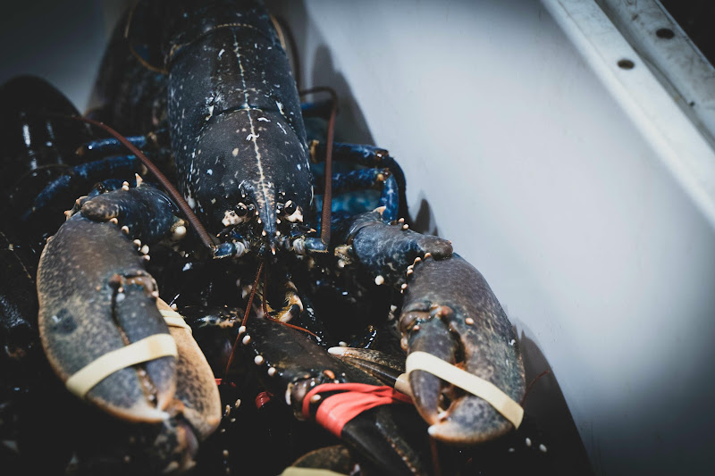 Lobster tied up at Billingsgate Fish Market, London