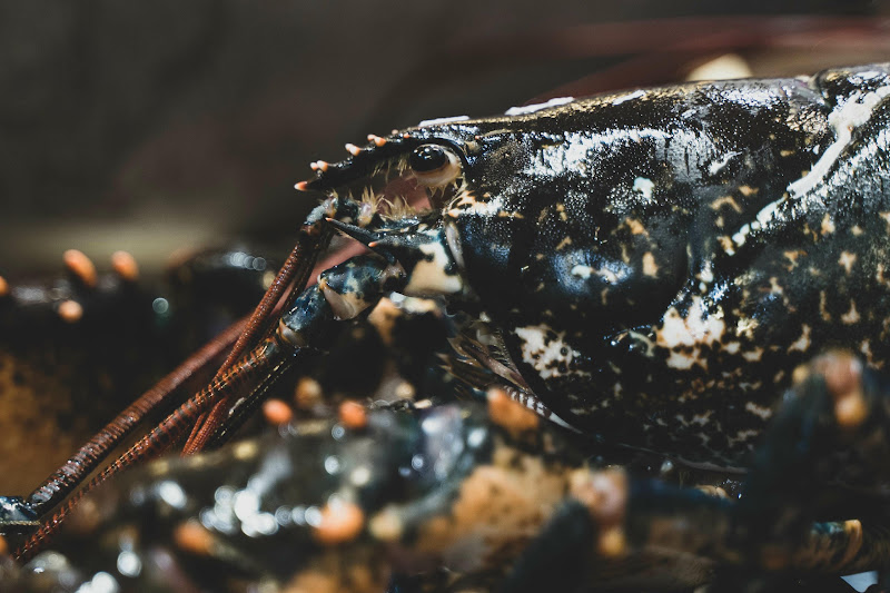 Lobster at Billingsgate Fish Market, London