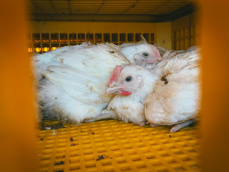Chickens in slaughter truck crate